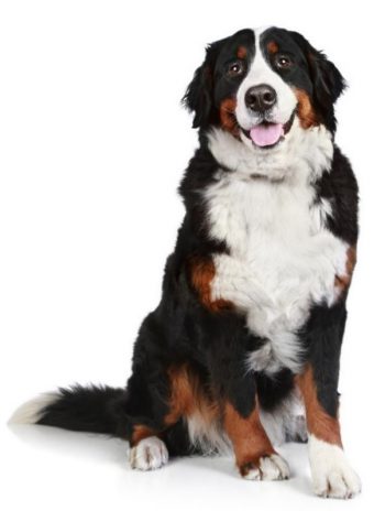 Berner Doggie