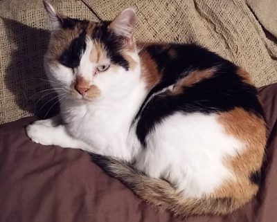 Feline Mammary Carconima Cat
